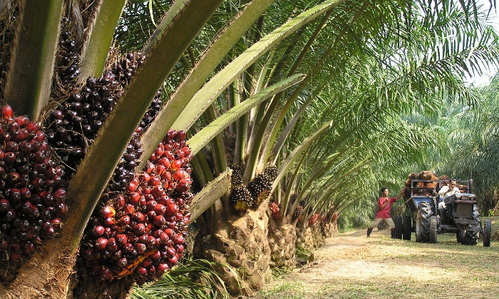 palm_oil_plantation