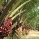palm_oil_plantation