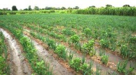 Irrigation farming