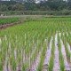 Rice-Plantation