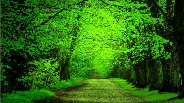 green-forest-wallpaper-photos-background-plu5998c